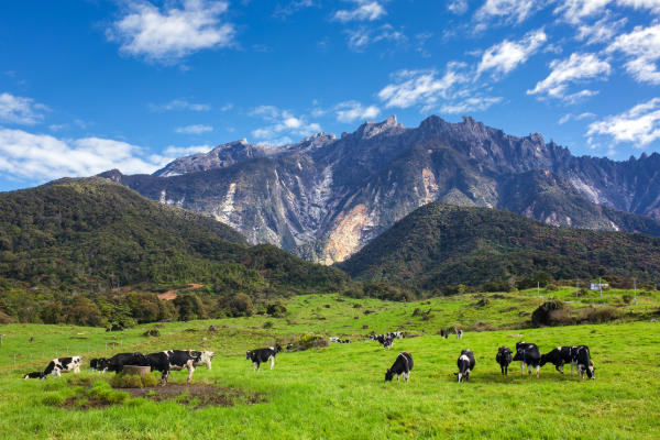 Kundasang cow farm