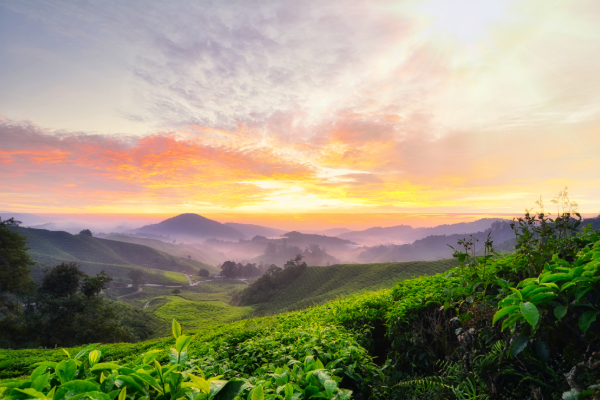 Sunset-Tea Plantation